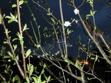 a0203003_2011321.jpg
