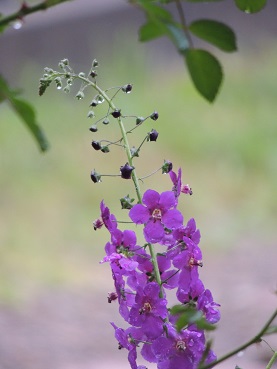 f0150620_872699.jpg