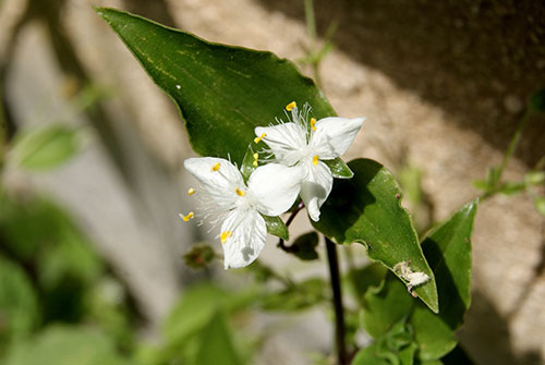 c0184125_2022477.jpg