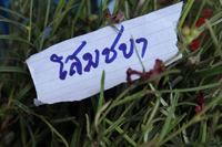 d0042827_18353041.jpg