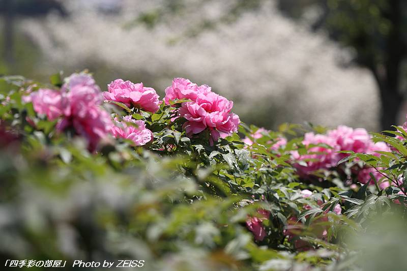 a0195032_21534432.jpg