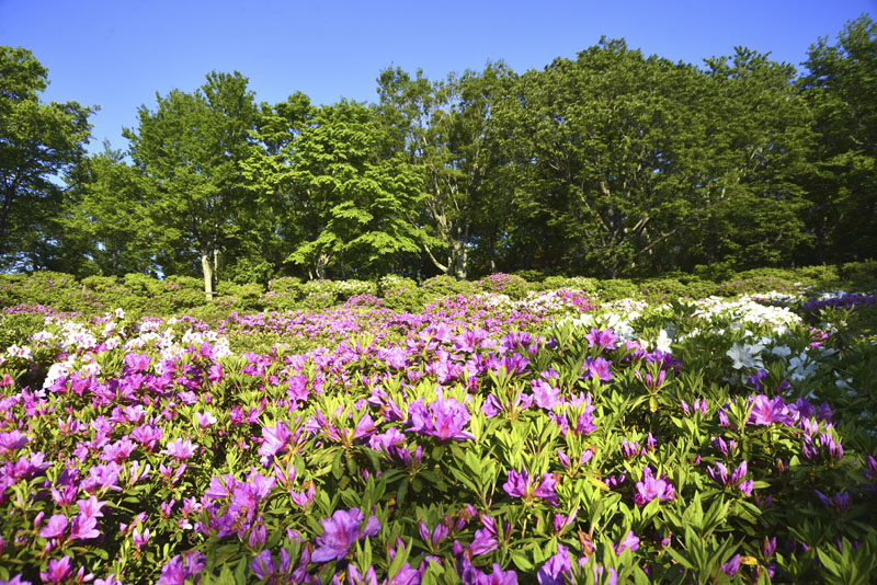 b0042837_21324456.jpg