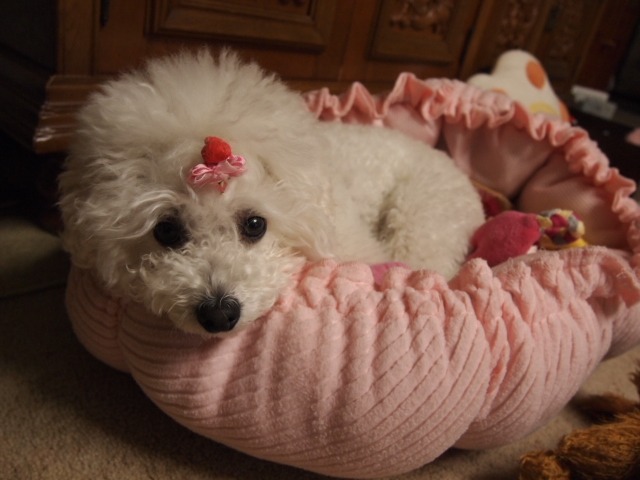 c0117239_173560.jpg