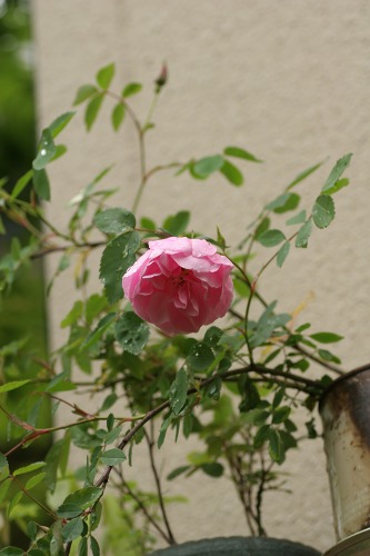 c0186463_0175517.jpg