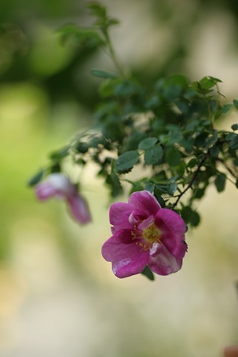 c0186463_0241829.jpg