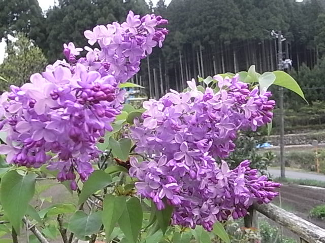 a0146070_656913.jpg