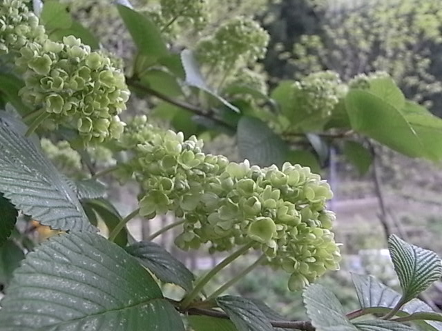 a0146070_71451.jpg