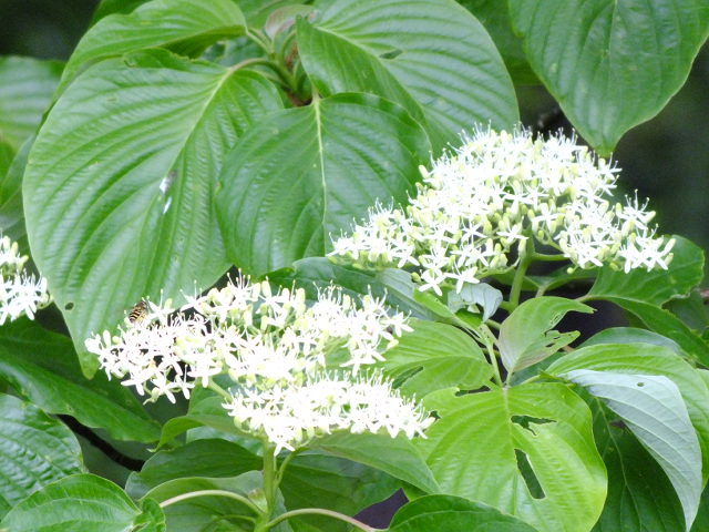 e0145782_18121690.jpg