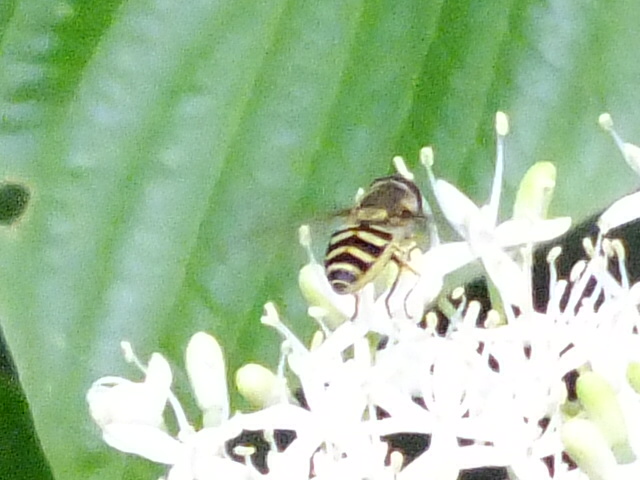 e0145782_18125465.jpg
