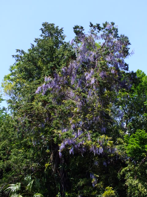 e0145782_1885747.jpg