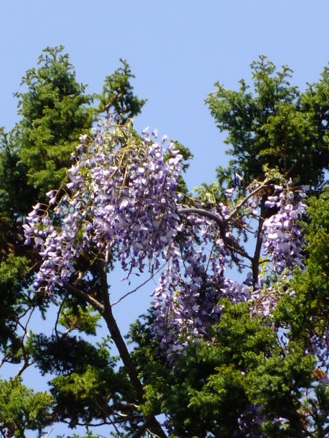 e0145782_189235.jpg