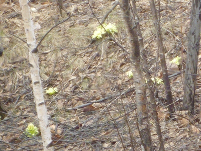 e0194987_20462842.jpg