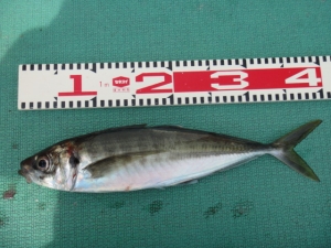 f0222687_955426.jpg