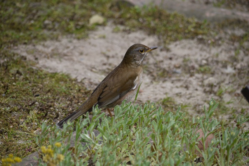 a0127090_948449.jpg