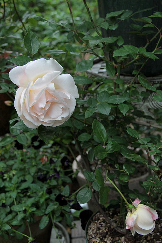 d0166303_2361836.jpg
