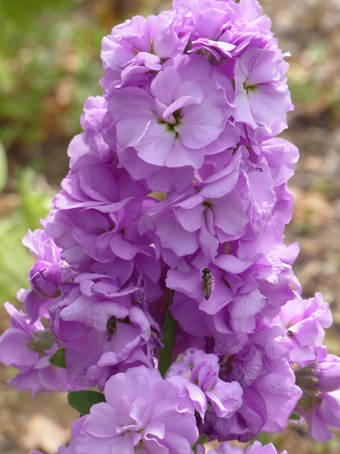 e0176922_1025280.jpg