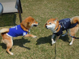 a0286855_141457100.gif