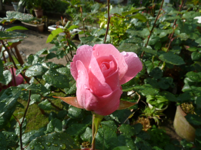 e0278968_2337193.jpg