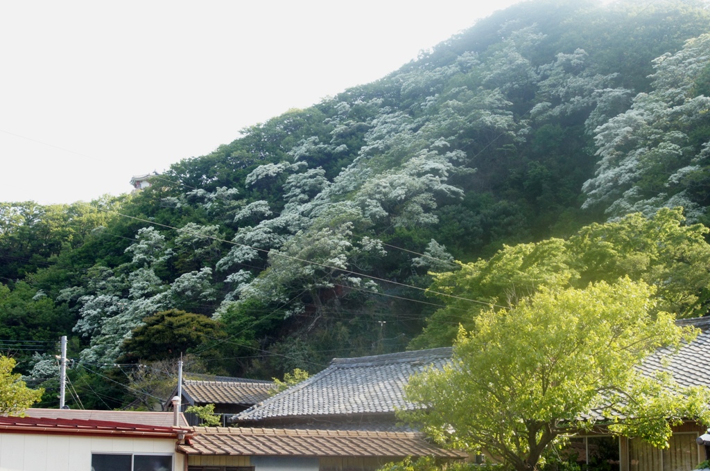 f0207669_1455258.jpg