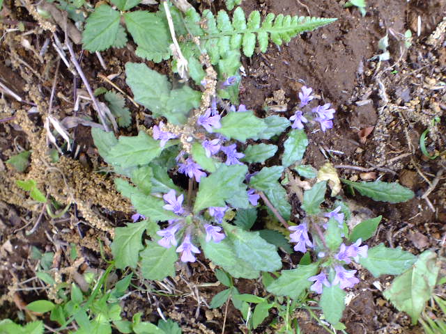 e0145782_1523438.jpg