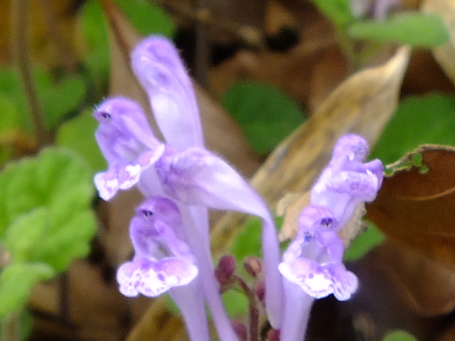 e0145782_1532426.jpg