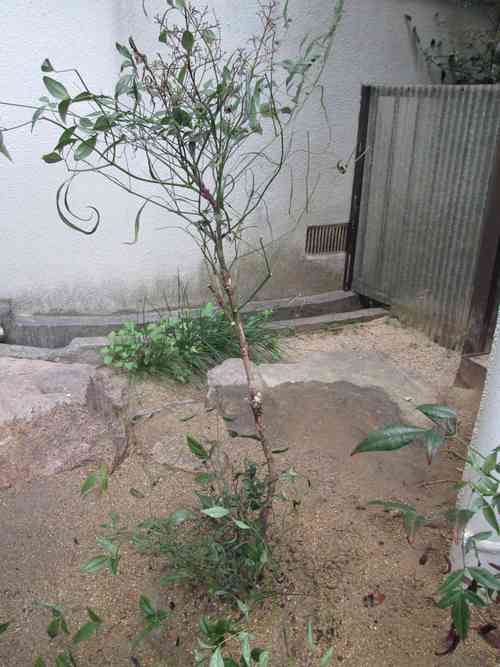 f0079343_6543887.jpg