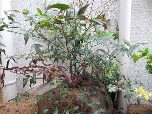 f0079343_654813.jpg
