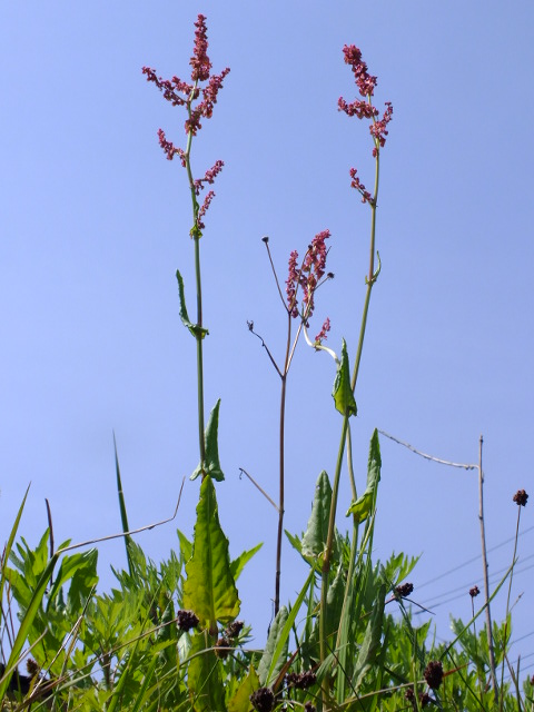 e0145782_1655019.jpg