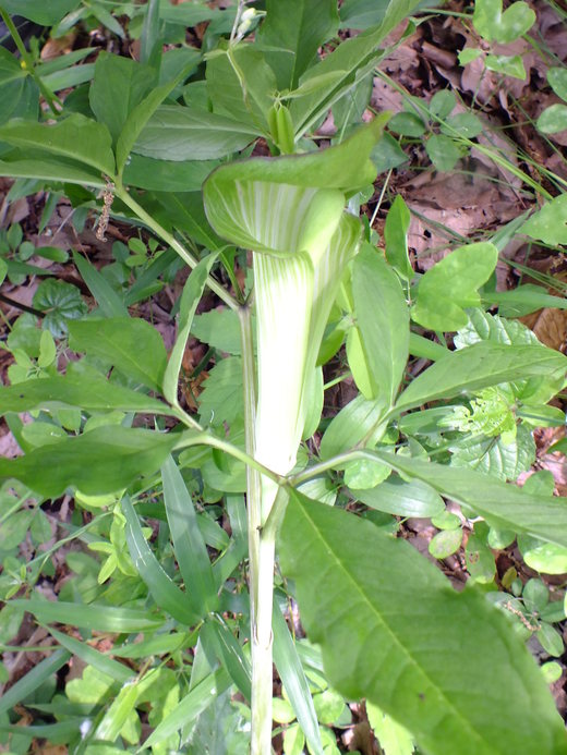 e0145782_16575340.jpg
