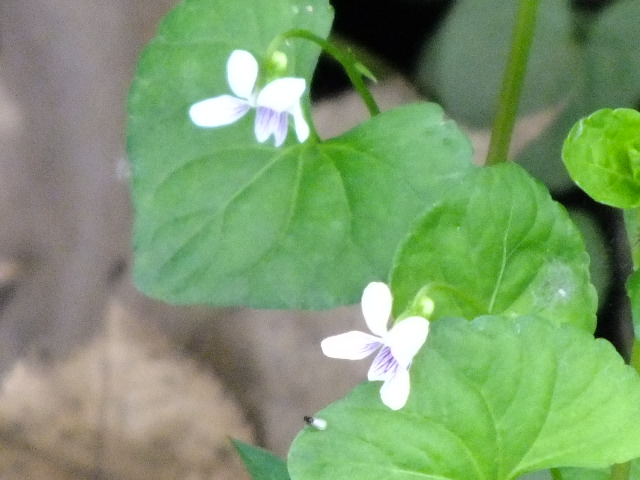 e0145782_1712936.jpg