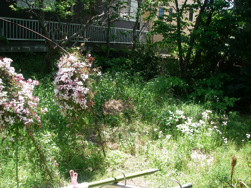 d0046294_133745.jpg