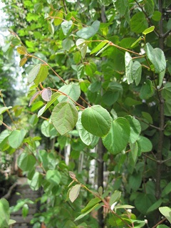 c0152002_1659157.jpg