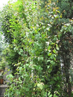 c0152002_16594269.jpg