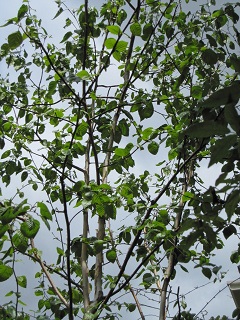 c0152002_1702848.jpg
