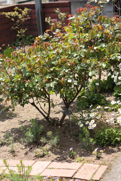 d0001008_14184999.jpg
