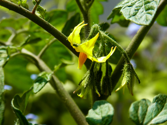 e0083517_42273.jpg