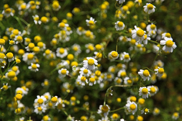 a0242438_1528371.jpg