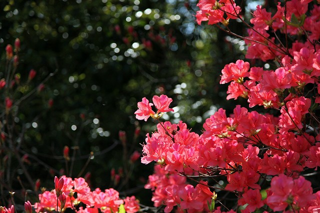 a0242438_1546180.jpg