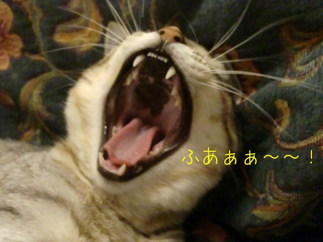 c0259945_1334852.jpg