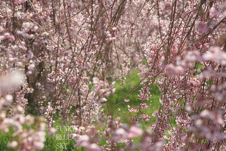 c0145250_16371787.jpg