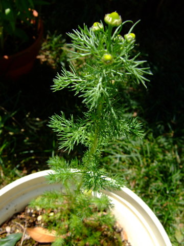a0105480_2063356.jpg