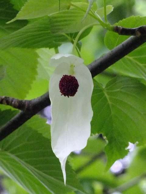 e0145782_21105011.jpg