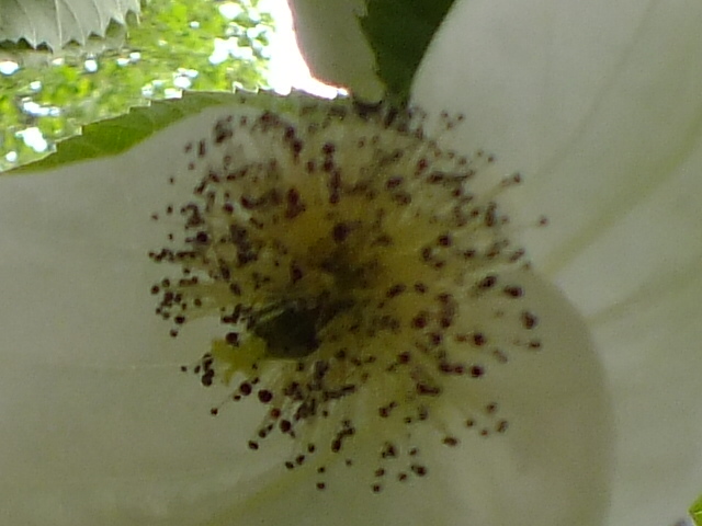 e0145782_21123039.jpg