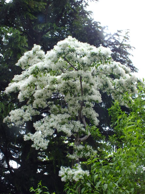 e0145782_212292.jpg