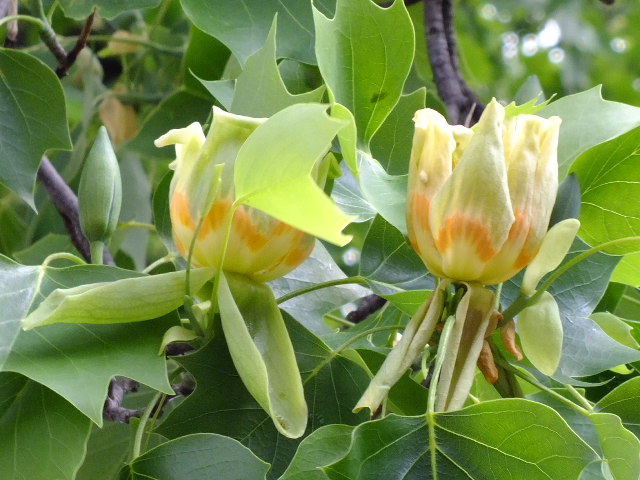 e0145782_2175587.jpg