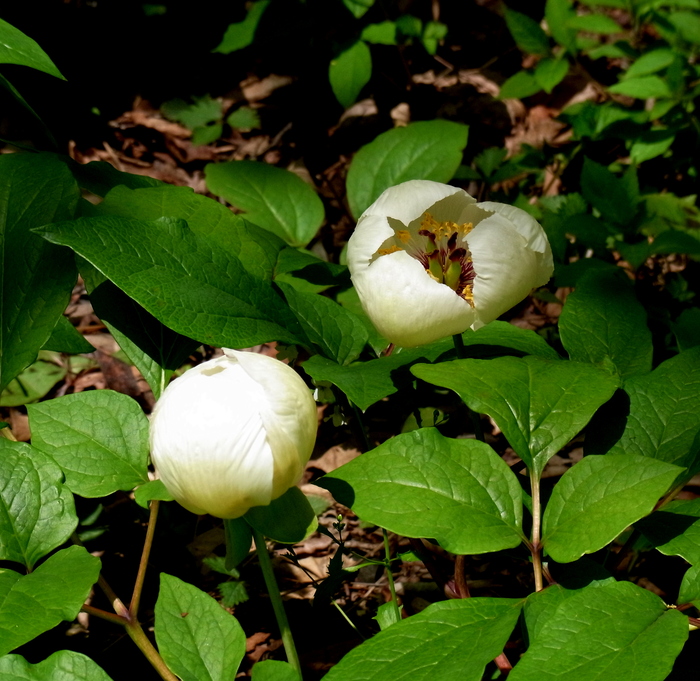 c0197004_16363733.jpg
