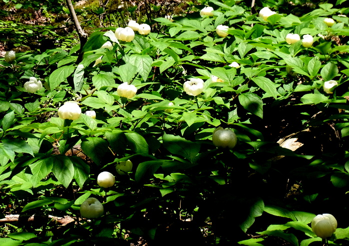 c0197004_16374921.jpg