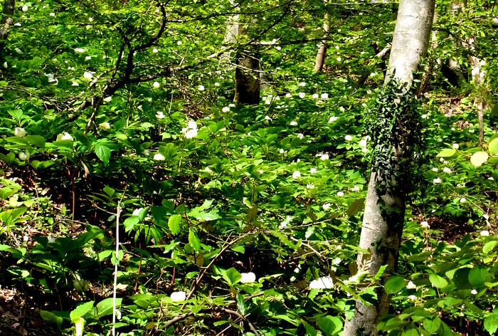 c0197004_1639169.jpg