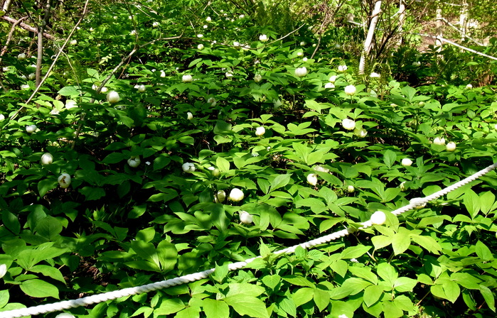 c0197004_16392620.jpg