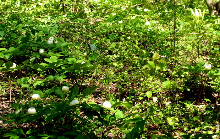 c0197004_16393796.jpg